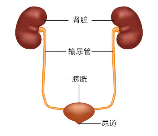 膀胱癌的诊断与治疗,重庆康华医院泌尿外科